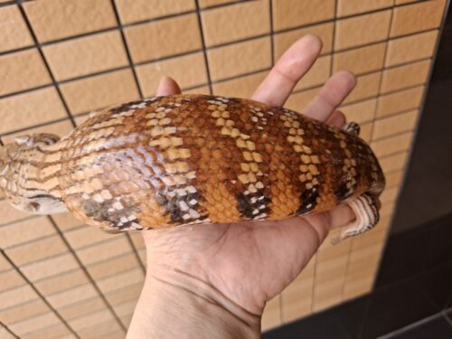 キタアオジタトカゲ（サンセット）約55cm - 画像 (6)