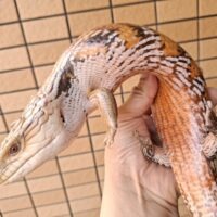 キタアオジタトカゲ（サンセット）約55cm