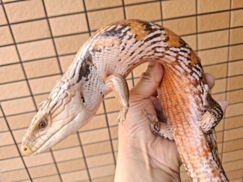 キタアオジタトカゲ（サンセット）約55cm