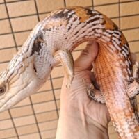 キタアオジタトカゲ（サンセット）約55cm