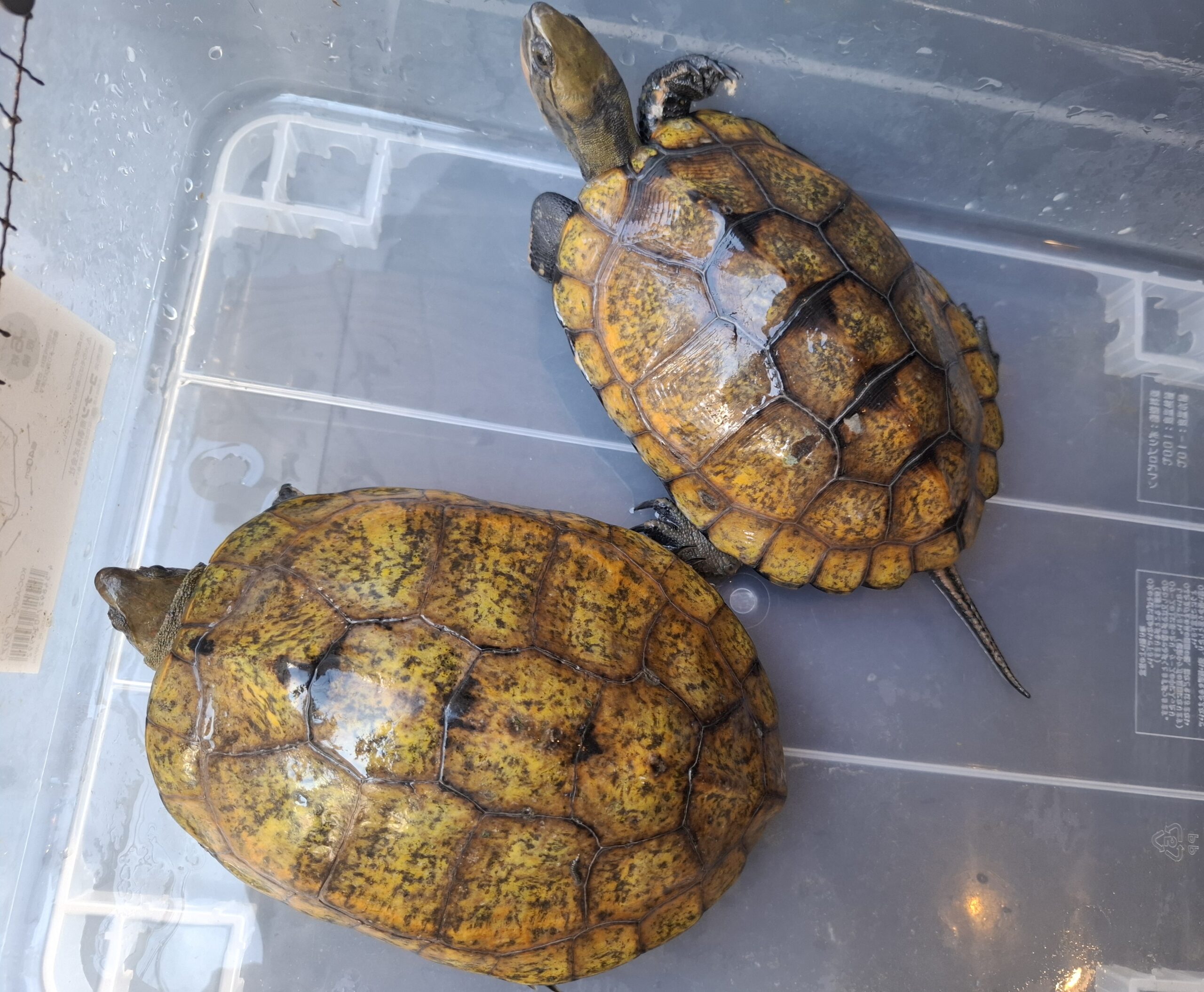 べっこう　メノウ　コハク（イミテーション含む）まとめ ?media_id=3558920349381691525