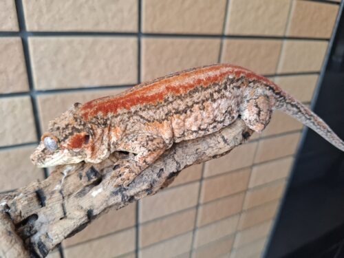 ガーゴイルゲッコー（レッドストライプ）メス - 画像 (9)