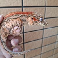 ガーゴイルゲッコー（レッドストライプ）メス