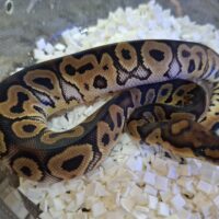 ボールパイソン（ディスコクラウン）25CB オス