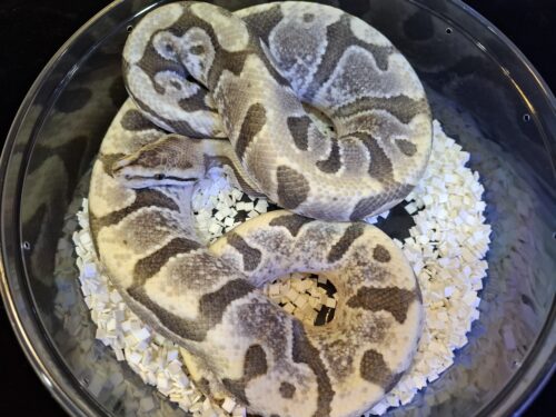 ボールパイソン（HGWデザートゴースト）約800g オス - 画像 (4)