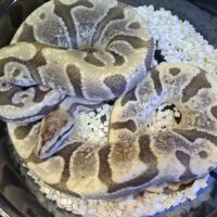 ボールパイソン（HGWデザートゴースト）約800g オス