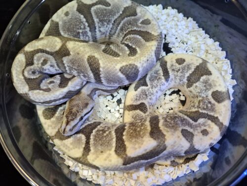ボールパイソン（HGWデザートゴースト）約800g オス