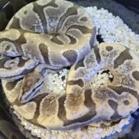 ボールパイソン（HGWデザートゴースト）約800g オス