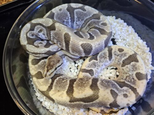 ボールパイソン（HGWデザートゴースト）約800g オス - 画像 (6)