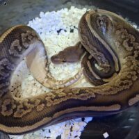 ボールパイソン（マホガニーブラックパステル）約500g オス