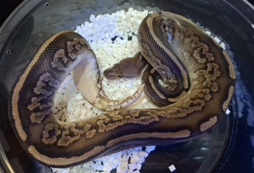 ボールパイソン（マホガニーブラックパステル）約500g オス - 画像 (2)