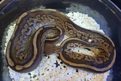 ボールパイソン（マホガニーブラックパステル）約500g オス - 画像 (4)