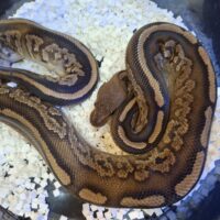 ボールパイソン（マホガニーブラックパステル）約500g オス