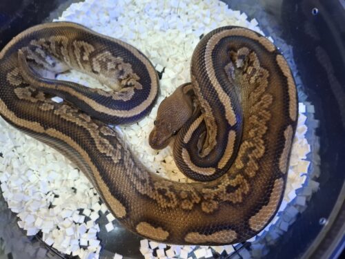 ボールパイソン（マホガニーブラックパステル）約500g オス