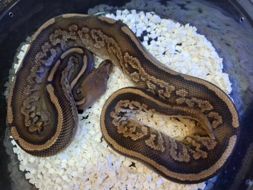 ボールパイソン（マホガニーブラックパステル）約500g オス - 画像 (3)