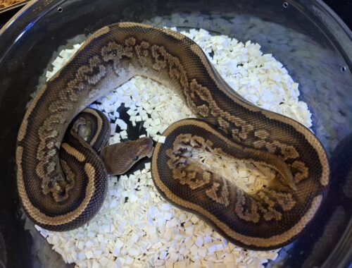 ボールパイソン（マホガニーブラックパステル）約500g オス - 画像 (5)