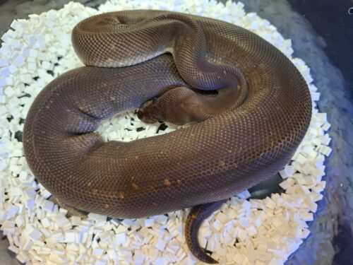 ボールパイソン（スーパーシナモン）約500g オス - 画像 (4)