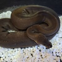 ボールパイソン（スーパーシナモン）約500g オス
