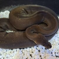 ボールパイソン（スーパーシナモン）約500g オス