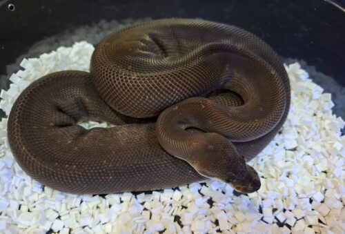 ボールパイソン（スーパーシナモン）約500g オス - 画像 (2)
