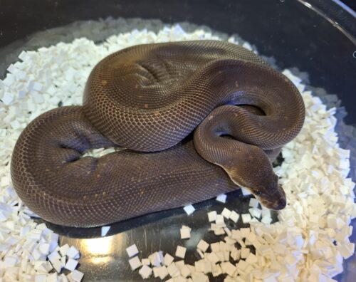 ボールパイソン（スーパーシナモン）約500g オス - 画像 (5)