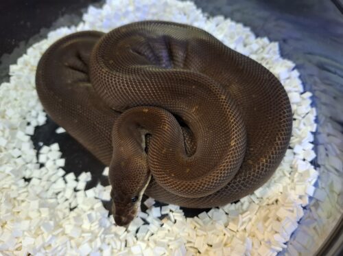 ボールパイソン（スーパーシナモン）約500g オス - 画像 (6)