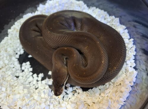 ボールパイソン（スーパーシナモン）約500g オス - 画像 (9)