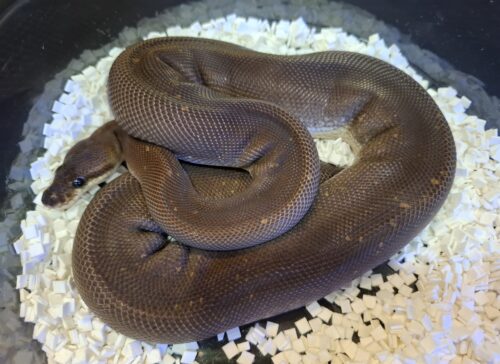 ボールパイソン（スーパーシナモン）約500g オス - 画像 (8)