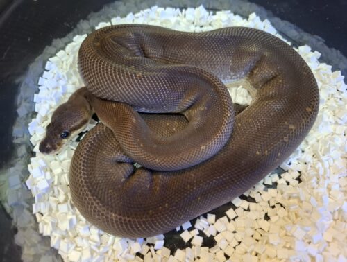 ボールパイソン（スーパーシナモン）約500g オス - 画像 (7)