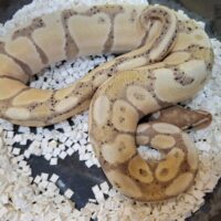 ボールパイソン（バナナ）約350g オス