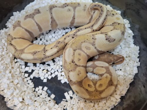 ボールパイソン（バナナ）約350g オス - 画像 (2)