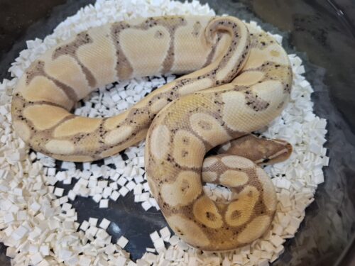 ボールパイソン（バナナ）約350g オス - 画像 (5)