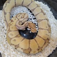 ボールパイソン（バナナ）約350g オス