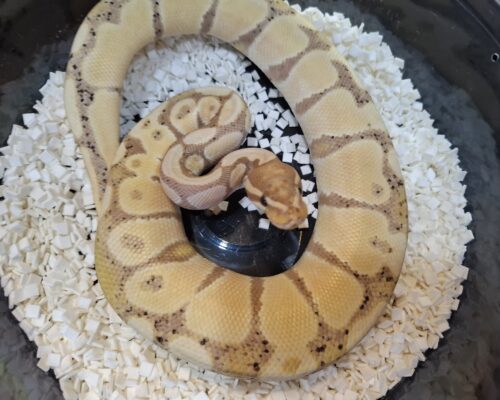 ボールパイソン（バナナ）約350g オス