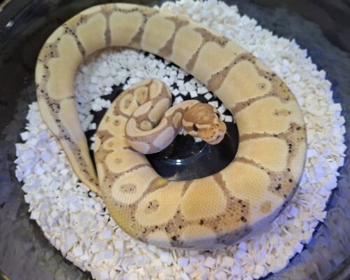 ボールパイソン（バナナ）約350g オス - 画像 (4)