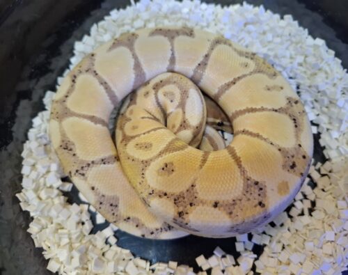 ボールパイソン（バナナ）約350g オス - 画像 (3)