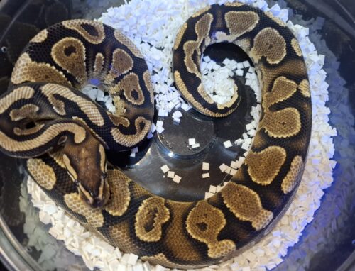 ボールパイソン（べナンCH）約450g オス - 画像 (3)