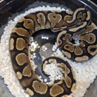 ボールパイソン（べナンCH）約450g オス