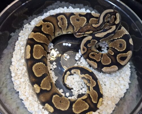 ボールパイソン（べナンCH）約450g オス - 画像 (2)