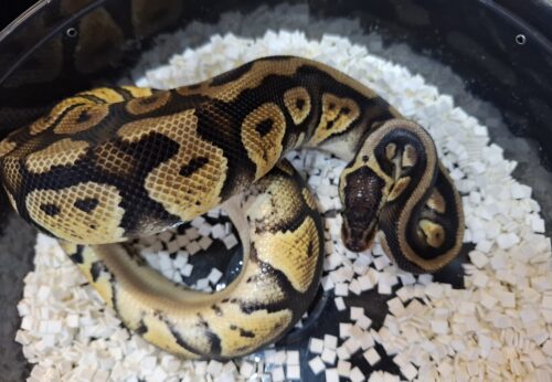 ボールパイソン（パステルHRA）約380g メス - 画像 (6)