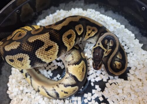 ボールパイソン（パステルHRA）約380g メス - 画像 (7)