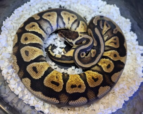 ボールパイソン（パステルHRA）約380g メス - 画像 (2)