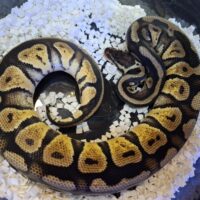 ボールパイソン（パステルHRA）約380g メス