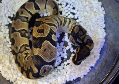 ボールパイソン（hetクラウン,VPIアザン）約300g  オス - 画像 (3)