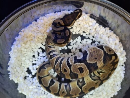 ボールパイソン（hetクラウン,VPIアザン）約300g  オス - 画像 (4)