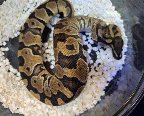 ボールパイソン（hetクラウン,VPIアザン）約300g  オス - 画像 (5)