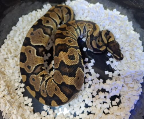 ボールパイソン（hetクラウン,VPIアザン）約300g  オス - 画像 (6)