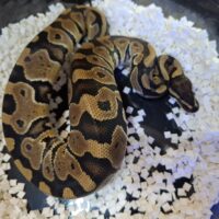 ボールパイソン（hetクラウン,VPIアザン）約300g  オス