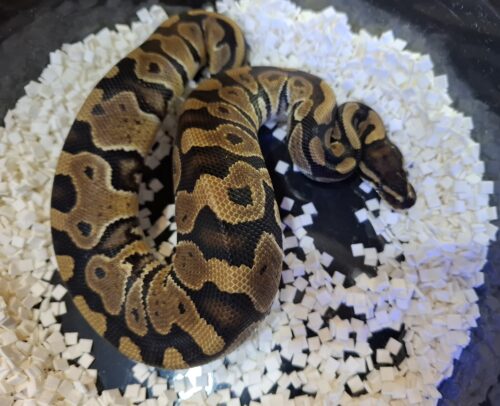 ボールパイソン（hetクラウン,VPIアザン）約300g  オス
