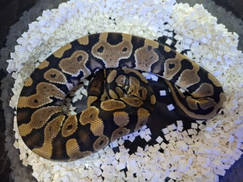ボールパイソン（hetクラウン,VPIアザン）約300g  オス - 画像 (7)